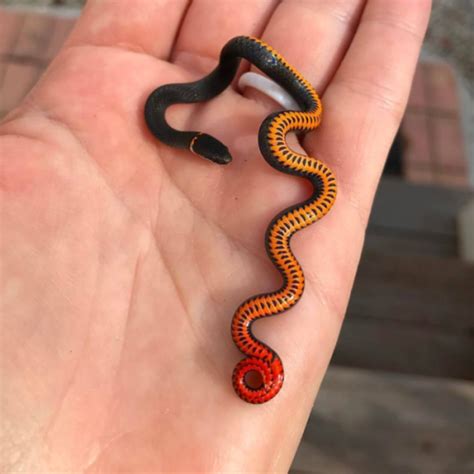1010ll Pet Snake Cute Reptiles Baby Snakes