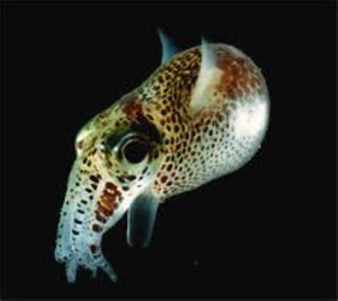 Hawaiian Bobtail Squid Information And Picture Sea Animals