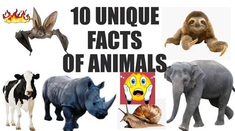 Top 10 Unique Animals Unique Facts Youtube