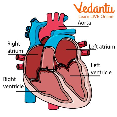 Heart Structure Function Diagram Anatomy Facts