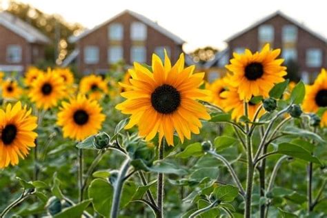Pilihlah biji bunga matahari yang berkualitas dan layak tanam. √#6 Cara Menanam Bunga Matahari dari Kuaci - Berbunga ...