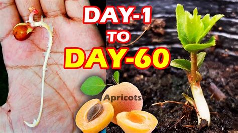 Apricot Seedling How To Grow Apricot Tree From Seeds Sproutingseeds