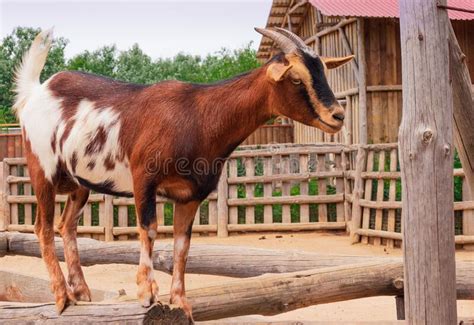 A Brown Goat Stands On A Fence At The Zoo Stock Photo Image Of Hair