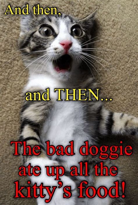 Check spelling or type a new query. Caturday Meme - Caturday is right meow - Cheezburger ...