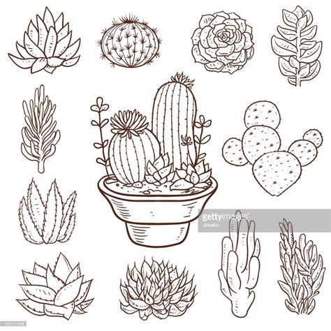 Vector Illustration Of A Beautiful Set Of Succulent Doodle Plants Plant