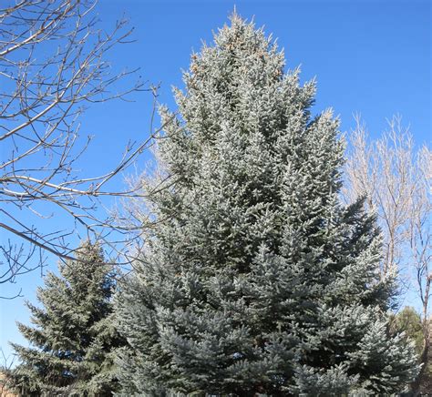 A Wandering Botanist Plant Story The Stately Colorado Blue Spruce
