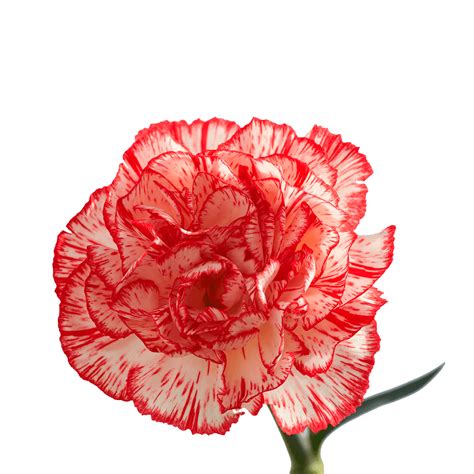 Using our extensive network of artisan florists, you can buy your loved ones stunning bouquets and have them delivered the very next day. Next Day Delivery Buy Peppermint Carnation Flowers ...