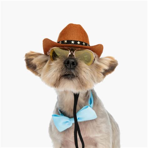 1100 Dog Wearing Cowboy Hat Stock Photos Pictures And Royalty Free