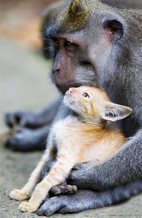 Monkey And Kitten Photos Animal Odd Couples Ny Daily News