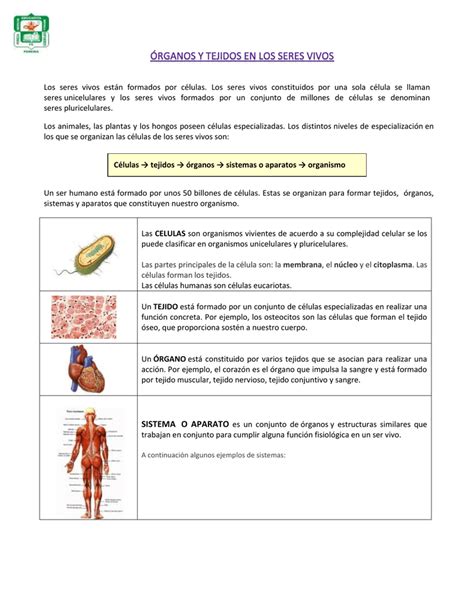 Rganos Y Tejidos En Los Seres Vivos