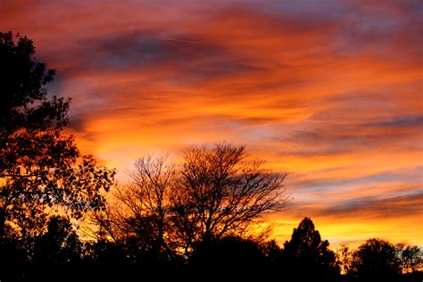 Orange Sunset With Trees Picture Free Photograph