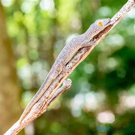 Golden Tailed Gecko Peter Rowland Photographer And Writer