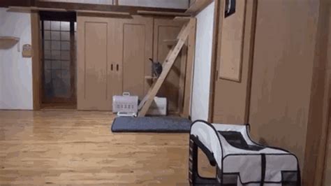 cat bouncing find and share on giphy