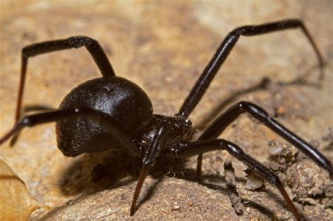 Spider Wars Brown Widows Annihilate Black Widows From Florida To