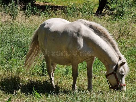 Horse Pony Eats Grass On The Lawn In A Recreation Park Stock Photo