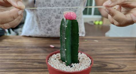 How To Graft A Moon Cactus Easy Tutorial Garden Lovers Club