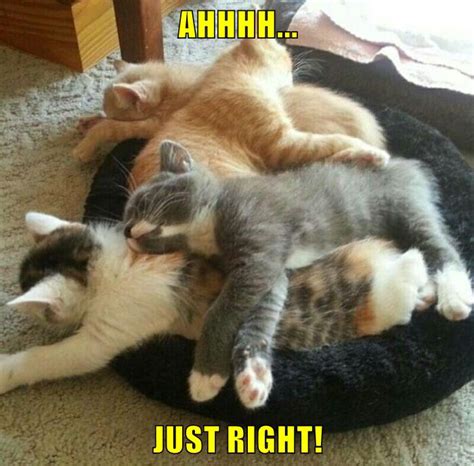 Ahhhh Just Right Lolcats Lol Cat Memes Funny Cats Funny