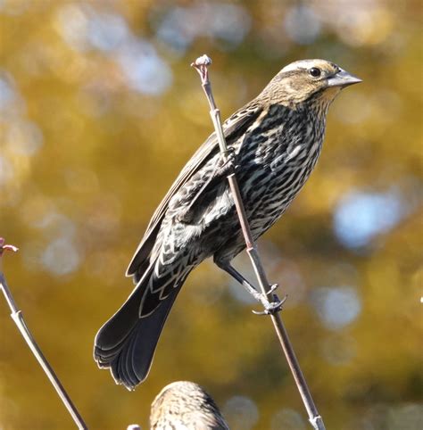 Flocking Fall Birds Backyard And Beyond