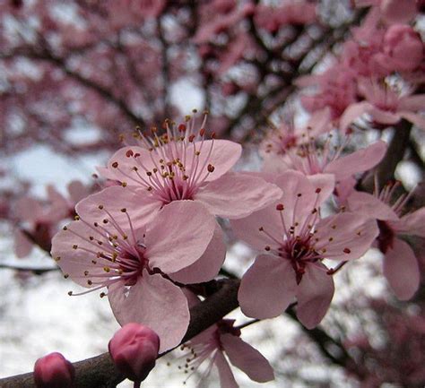 Some of the flowering crabapple trees will produce small fruits that wildlife animals love, and the tree is an excellent pollinator for all apple trees. Purple Leaf Flowering Plums | Flowering plum tree ...