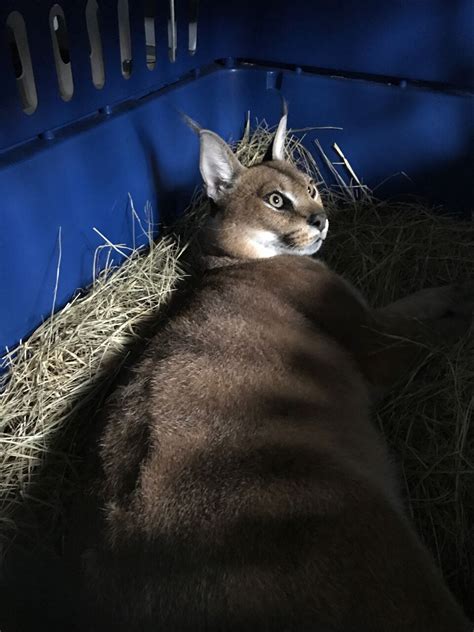 3 Exotic Cats From Ohio Arrive At Tampas Big Cat Rescue