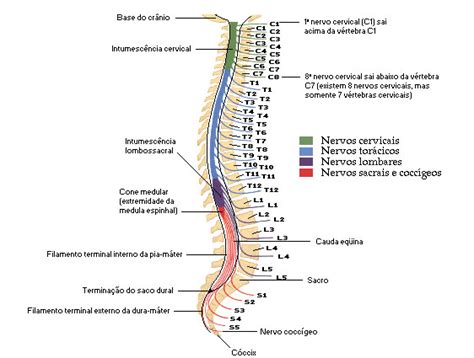 Resumo Sobre A Anatomia Da Medula Espinhal Sanarmed