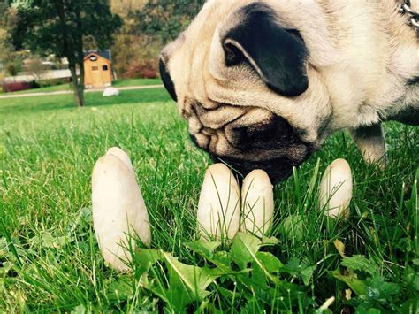 Do Pugs Drool Fun Facts About Pugs