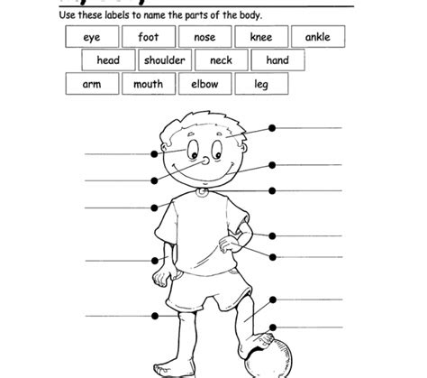 body parts worksheets  kids