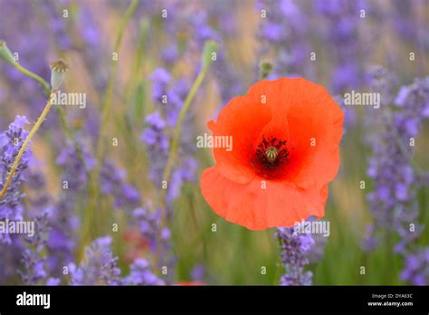 Europe France Provence Vaucluse Lavender Poppy Flower Bloom