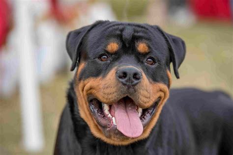 The 10 Strongest Dog Breeds