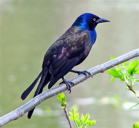 A bird to be seen in the full sun, the male brewer's blackbird is a glossy, almost liquid combination of black, midnight blue, and metallic green. blue head bird tight crop | Flickr - Photo Sharing!