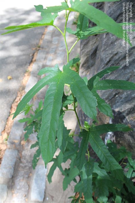 This web page explains leaf characteristics to assist in identification of native australian tree species. Plant Identification: CLOSED: Florida Tree Deeply Lobed ...