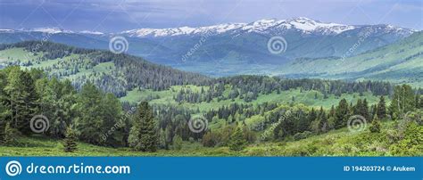 Panoramic View Of The Mountain Taiga Altay Summer Greens Of Forests