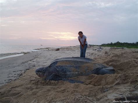 Interesting Facts About Leatherback Sea Turtles Just Fun Facts