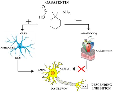 Animals | Free Full-Text | Gabapentin: Clinical Use and