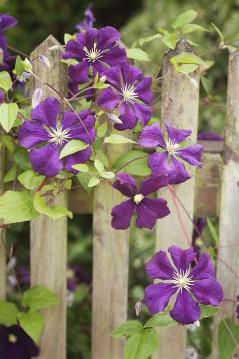 The leaves of this tree are beautiful and look very awesome. Fast Growing Flowering Vine Etoile Violette Clematis ...