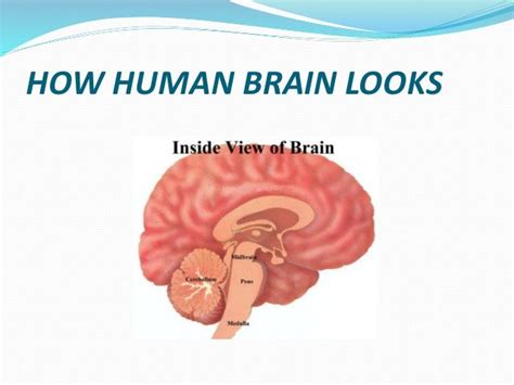 Different Types Of Brain Surgery