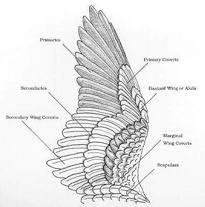 245 best Bird Labels images on Pinterest