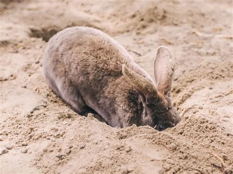 Why Do Rabbits Like Digging Holes Interesting Facts Vivo Pets