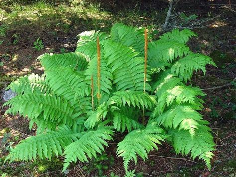 However, far from this they are still remarkably ferns may be homosoprous or heterosporous. 30+ Types of Indoor and Outdoor Ferns with Pictures