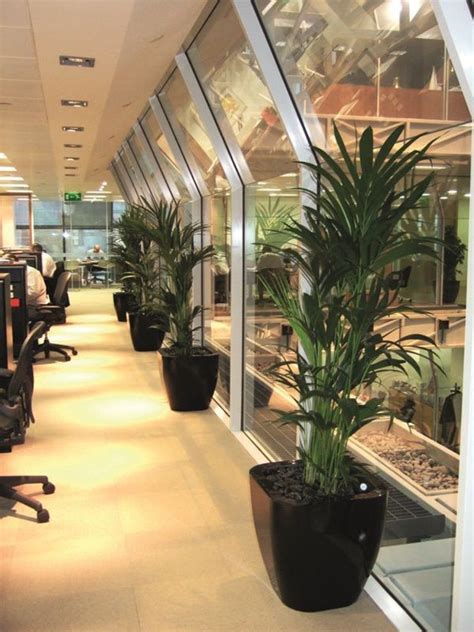 Pin On Office Plants