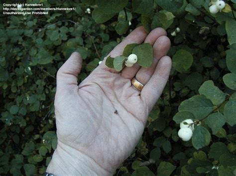 Use white flowers alone in a white flower garden or pair them with any other flower color.white goes with everything! Plant Identification: CLOSED: White berries. Edible?, 1 by ...