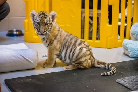 Milwaukees Tiger Cubs Make Public Debut Zooborns