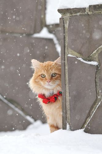 Welcome To Animal Cognizance Snow Cats Baby Its Cold Outside