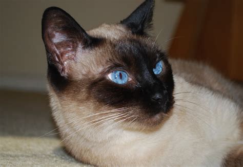The siamese cat is one of the first distinctly recognized breeds of asian cat. Imagenes de gatos siameses - Imagui