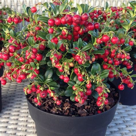 How to grow your balls. Vaccinium "Fire Balls" Cranberry Plants - Grow your own ...
