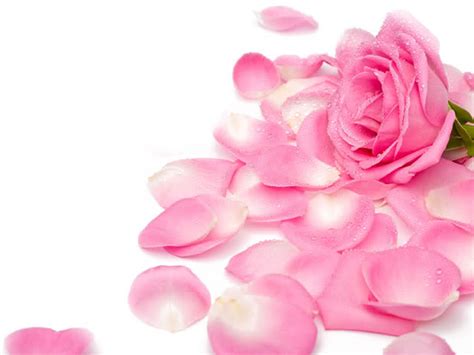 Pretty Pink Roses Wallpaper Pink Color Photo 34590774 Fanpop