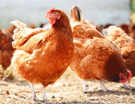 Quel Alimentation Pour Les Poules Pondeuses