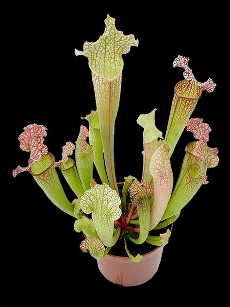 Sarracenia Velvet Photos