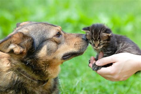 Big Dog And Little Kitten Stock Photo Image Of Fearless 32973584