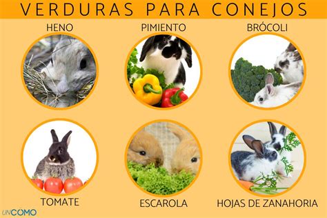 Aprender Acerca 94 Imagen Los Conejos Pueden Comer Hojas De Elote